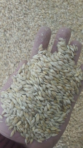 خرید جو روسیه