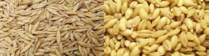 جو و گندم